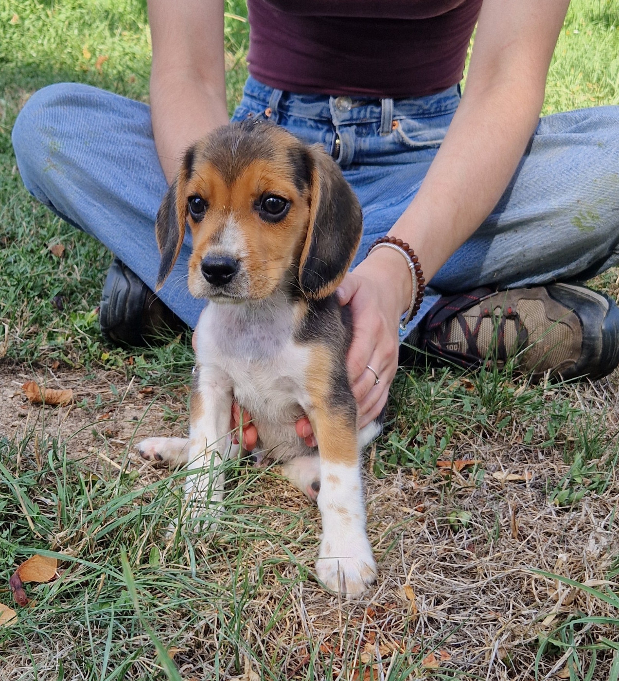 Des Crocs De Heurtevent - Chiots disponibles - Beagle