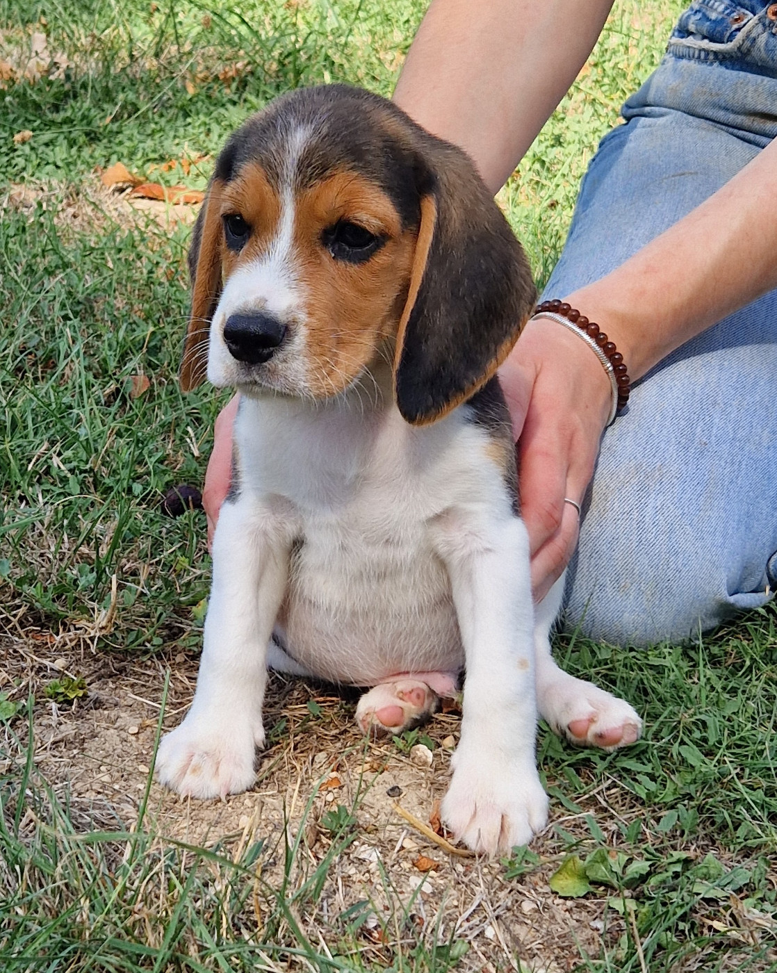 Des Crocs De Heurtevent - Chiots disponibles - Beagle