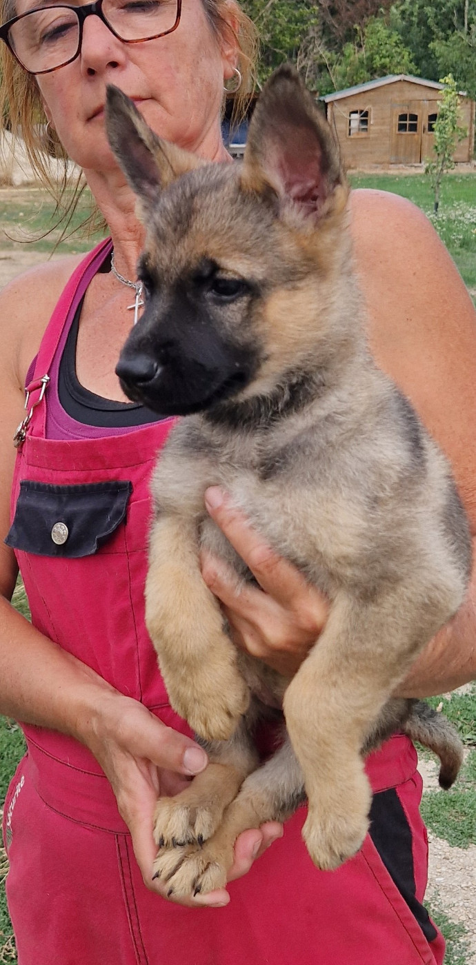 Des Crocs De Heurtevent - Chiots disponibles - Berger Allemand
