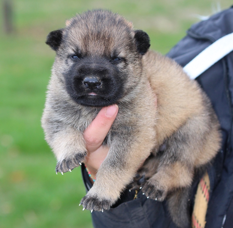 Des Crocs De Heurtevent - Chiots disponibles - Berger Allemand