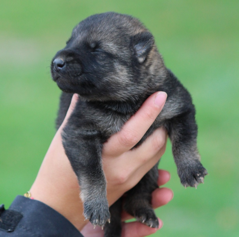 Des Crocs De Heurtevent - Chiots disponibles - Berger Allemand