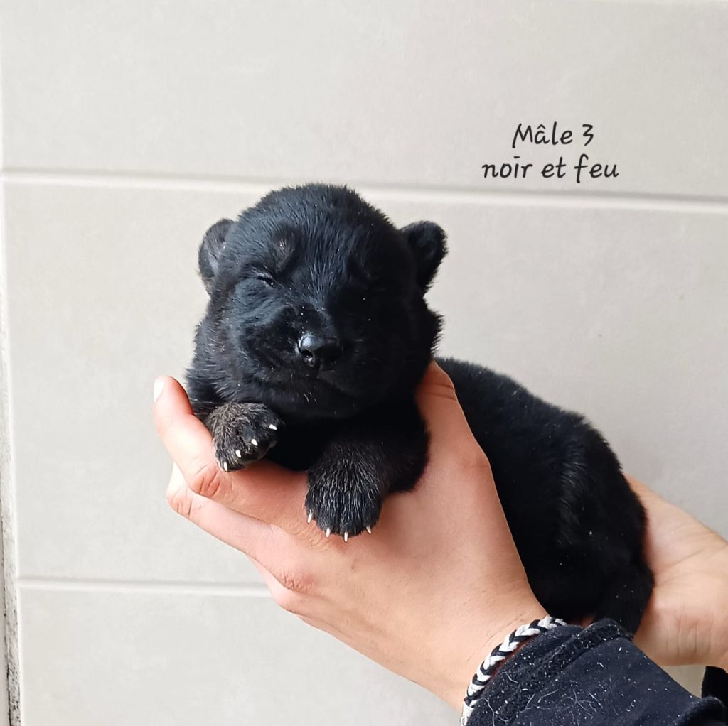 des Crocs de Heurtevent - Chiots disponibles - Berger Allemand