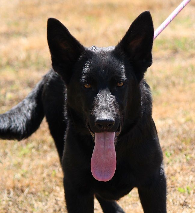 des Crocs de Heurtevent - Chiots disponibles - Berger Allemand