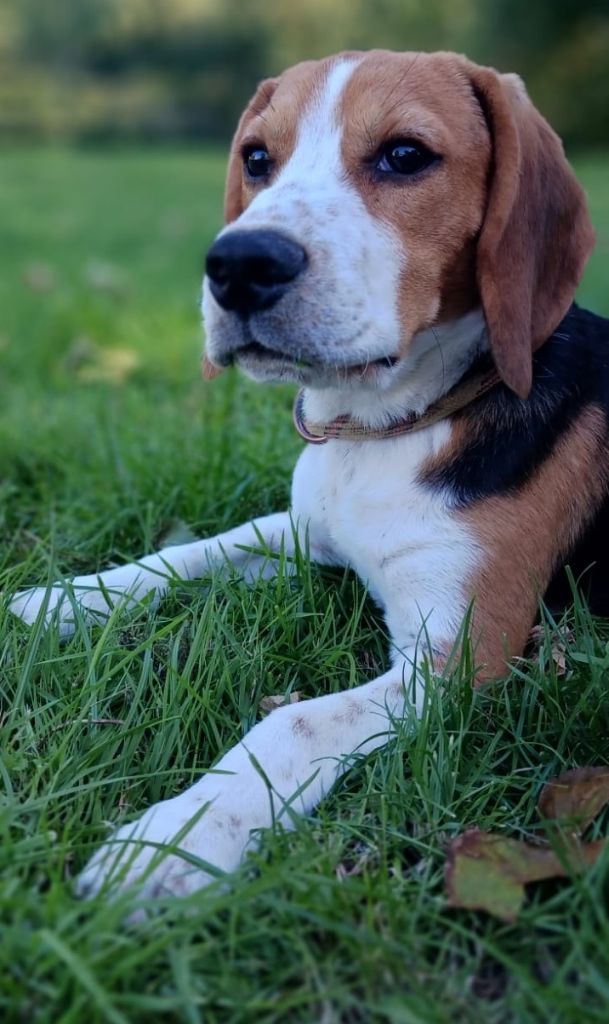 des Crocs de Heurtevent - Chiots disponibles - Beagle