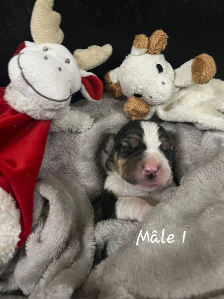 des Crocs de Heurtevent - Chiots disponibles - Beagle
