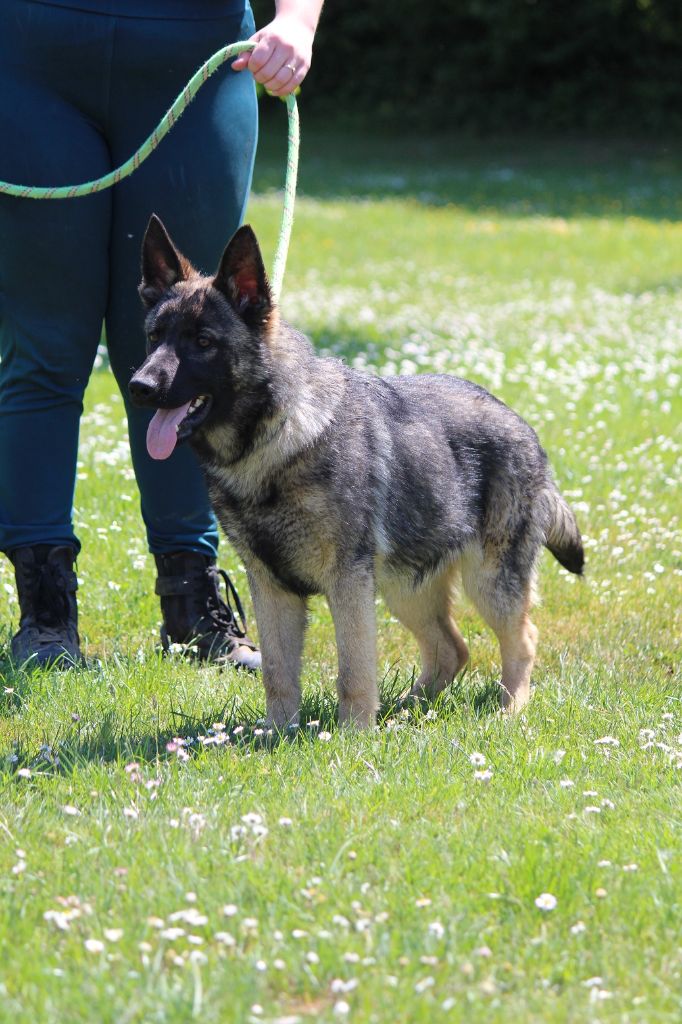 des Crocs de Heurtevent - Chiots disponibles - Berger Allemand