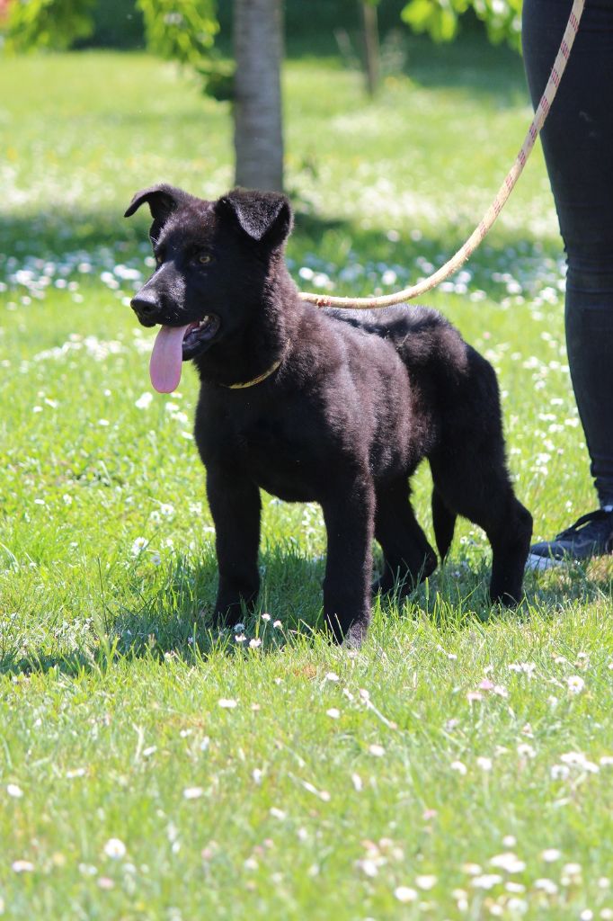 des Crocs de Heurtevent - Chiots disponibles - Berger Allemand