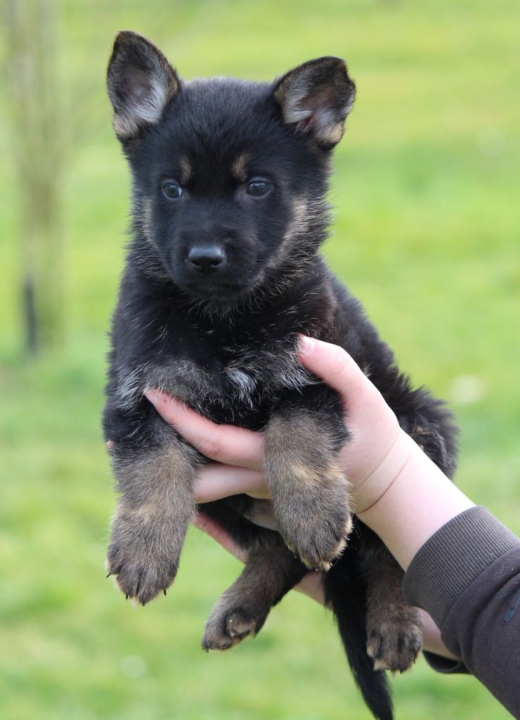 des Crocs de Heurtevent - Chiots disponibles - Berger Allemand