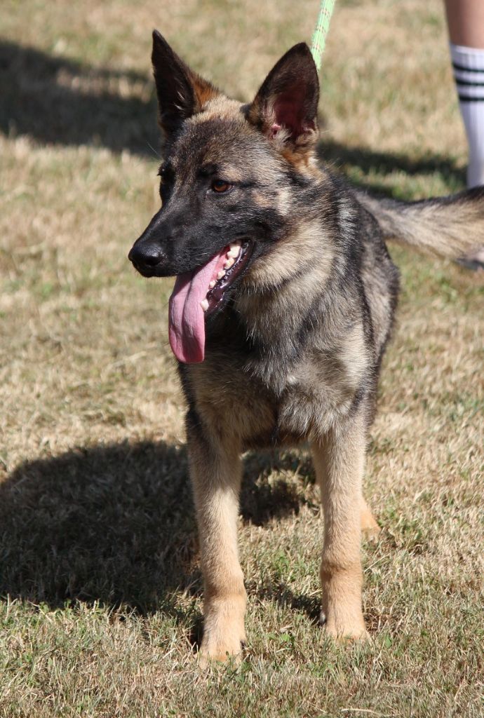 des Crocs de Heurtevent - Chiots disponibles - Berger Allemand