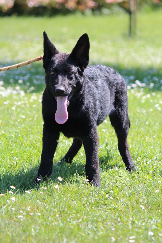 des Crocs de Heurtevent - Chiots disponibles - Berger Allemand