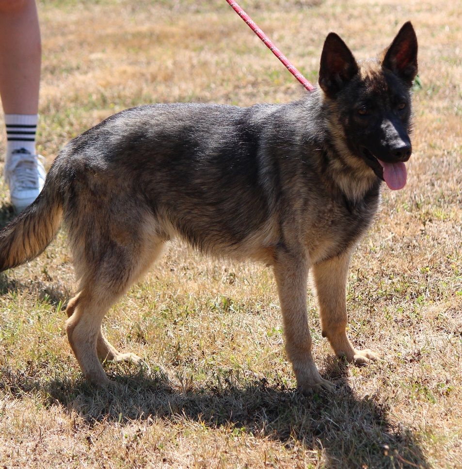 des Crocs de Heurtevent - Chiots disponibles - Berger Allemand