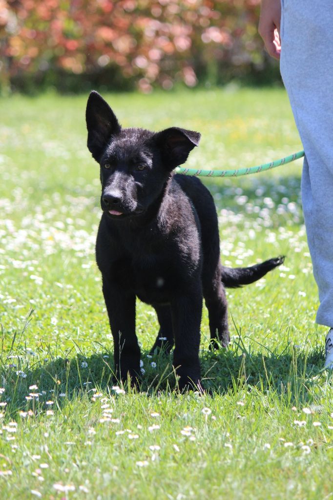 des Crocs de Heurtevent - Chiots disponibles - Berger Allemand