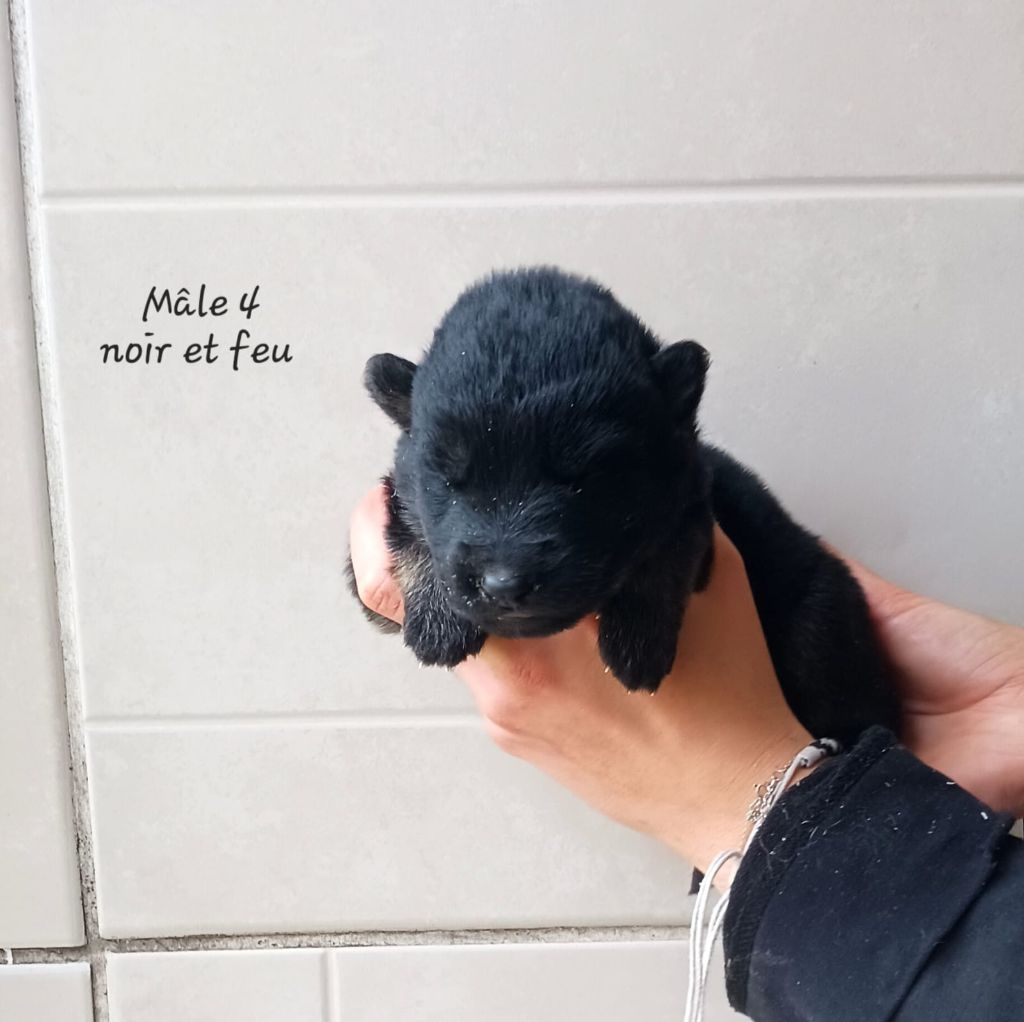 des Crocs de Heurtevent - Chiots disponibles - Berger Allemand