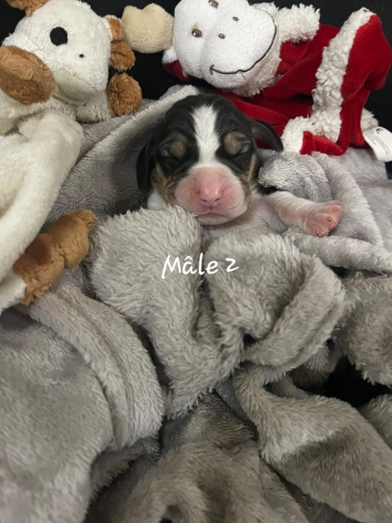 des Crocs de Heurtevent - Chiots disponibles - Beagle
