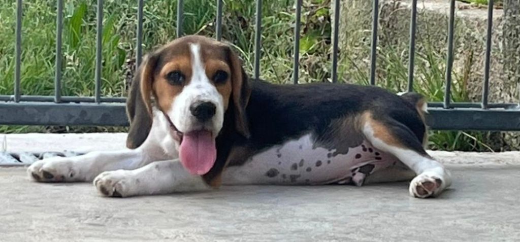 des Crocs de Heurtevent - Chiots disponibles - Beagle