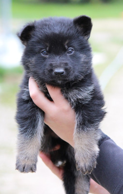 Chiot 1