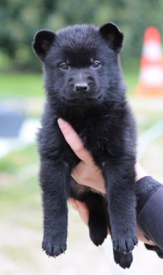 Chiot 5