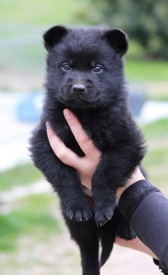 Chiot 2