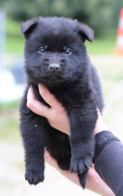 Chiot 3