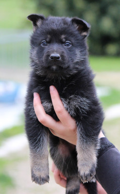 Chiot 4