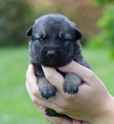 CHIOT 2