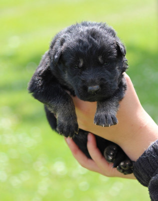 CHIOT 5