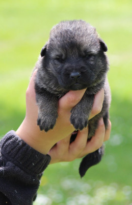 CHIOT 7