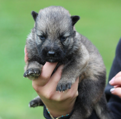 CHIOT 2