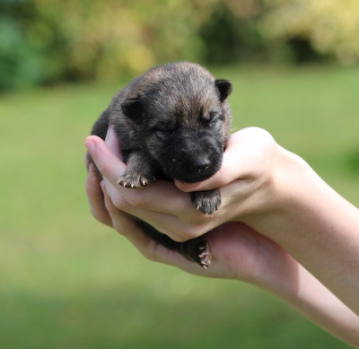 CHIOT 1