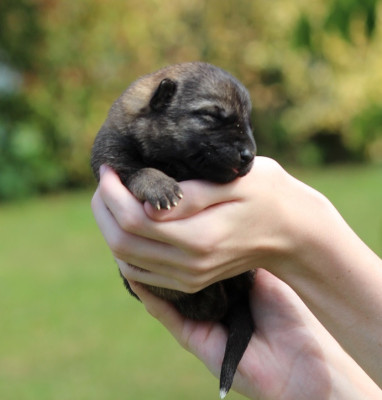 CHIOT 3