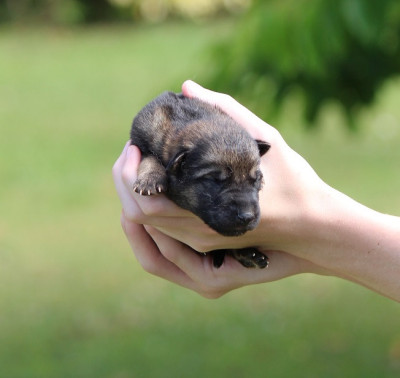 CHIOT 5