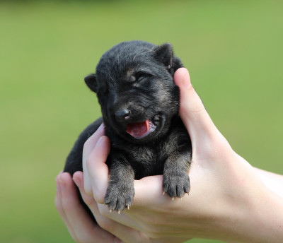 CHIOT 6