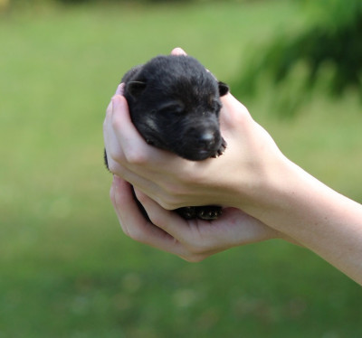 CHIOT 7