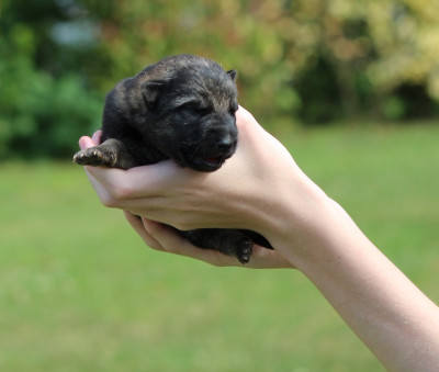 CHIOT 8