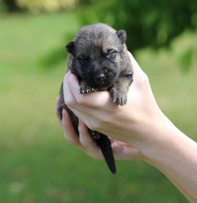 CHIOT 9