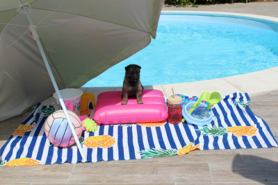 CHIOT 2