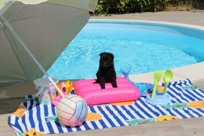 CHIOT 1