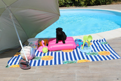 CHIOT 4