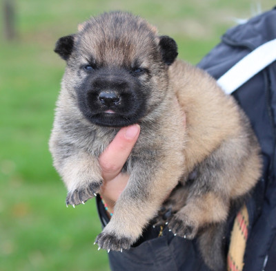 CHIOT 4