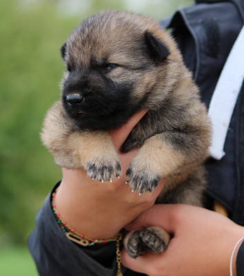 CHIOT 1