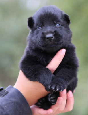 CHIOT 2