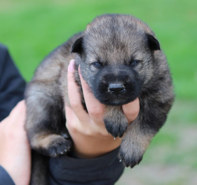CHIOT 3