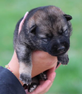 CHIOT 5