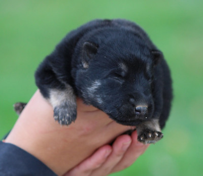 CHIOT 1