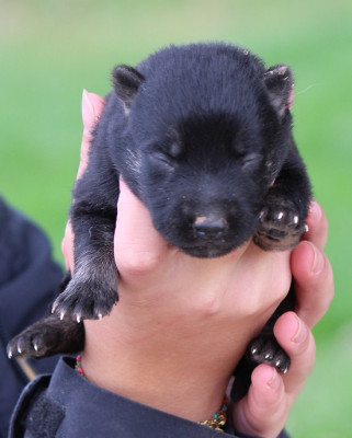 CHIOT 2