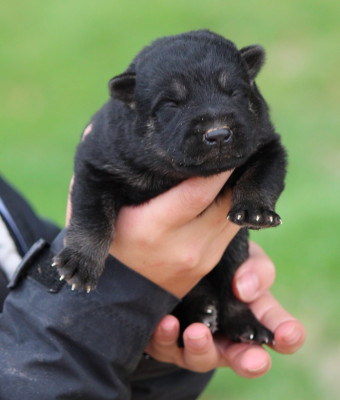 CHIOT 3