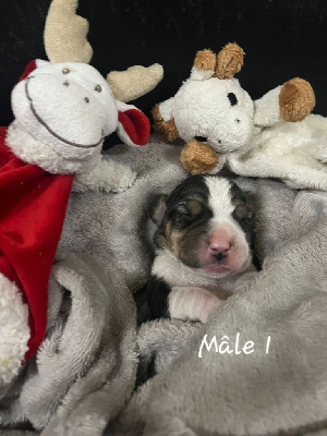 CHIOT 1