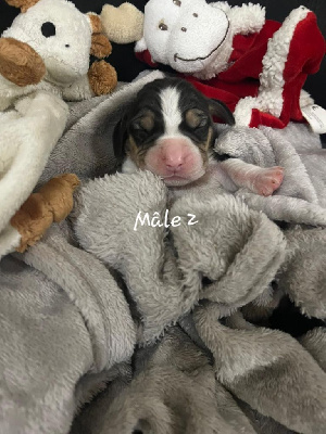 CHIOT 2