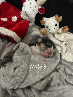 CHIOT 3
