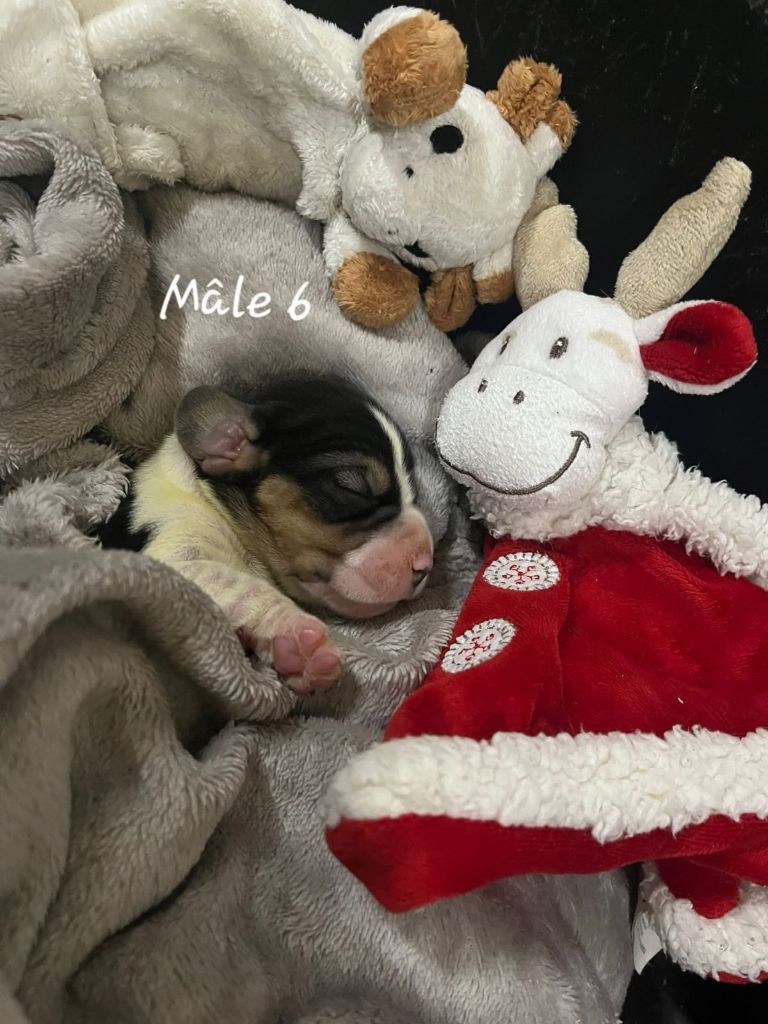 des Crocs de Heurtevent - Chiots disponibles - Beagle
